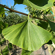 Ginkgo biloba 12-14 HO draadkluit 3 X verplant