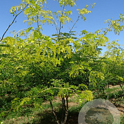 Gleditsia triacanthos 'Sunburst Locust' 250-300 cm draadkluit meerstammig