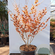 Hamamelis intermedia 'Orange Beauty' 8-10 cm container