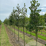 Ilex aquifolium 14-16 HO draadkluit 3 X verplant