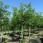Juglans regia 12-14 HO draadkluit 3 X verplant