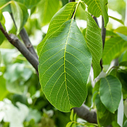 Juglans regia 16-18 HO draadkluit 3 X verplant