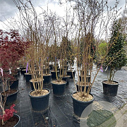 Lagerstroemia 'Natchez' 250-300 cm container meerstammig