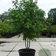 Liquidambar styraciflua 250-300 cm container meerstammig