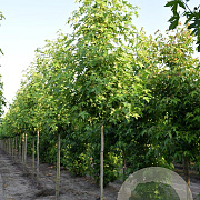 Liquidambar s. 'Worplesdon' 10-12 HO draadkluit 2 X verplant