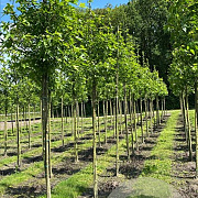 Liquidambar s. 'Worplesdon' 25-30 HO draadkluit 3 X verplant
