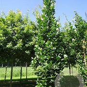 Liriodendron tulipifera 'Fastigiatum' 14-16 cm container beveerd 
