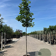 Liriodendron tulipifera 12-14 cm container