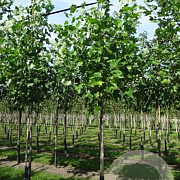 Liriodendron tulipifera 12-14 HO draadkluit 3 X verplant