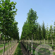Magnolia kobus 16-18 HO draadkluit 3 X verplant