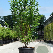 Magnolia kobus 200-250 cm container meerstammig