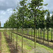 Ostrya carpinifolia 12-14 HO draadkluit 3 X verplant