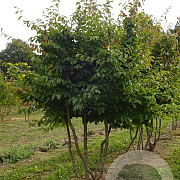 Parrotia persica 250-300 cm draadkluit meerstammig