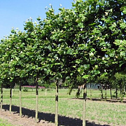 Platanus hispanica 'Malburg' 14-16 HO draadkluit 3 X verplant