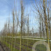 Populus nigra 'Italica' 16-18 HO draadkluit 3 X verplant
