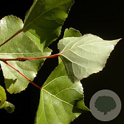 Populus nigra 'Vereecken' 18-20 HO draadkluit 3 X verplant