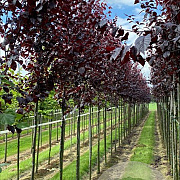Prunus cer. 'Nigra' 12-14 HO draadkluit 3 X verplant