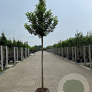 Prunus lusitanica 'Brenelia' 10-12 cm container