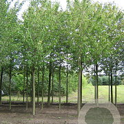 Prunus ser. 'Kanzan' 18-20 HO draadkluit 3 X verplant