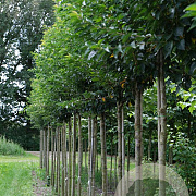 Prunus 'Umineko' 12-14 HO draadkluit 3 X verplant
