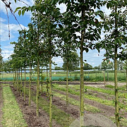 Prunus yedoensis 14-16 HO draadkluit 3 X verplant