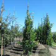 Quercus palustris 'Green Pillar' 14-16 HO draadkluit 3 X verplant