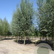 Salix alba 'Belders' 14-16 HO draadkluit 3 X verplant Knotvorm