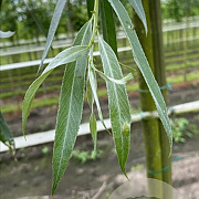 Salix alba 'Belders' 16-18 HO draadkluit 3 X verplant