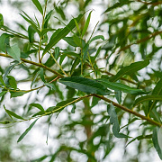 Salix alba 'Chermesina' 16-18 HO draadkluit 3 X verplant