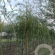 Salix sepulcralis 'Chrysocoma' 16-18 HO draadkluit 3 X verplant
