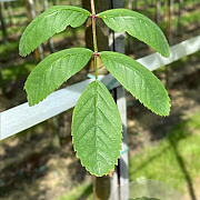 Sorbus aucuparia edulis 12-14 HO draadkluit 3 X verplant