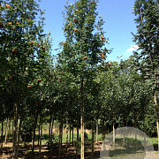 Sorbus aucuparia 14-16 HO draadkluit 3 X verplant