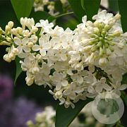 Syringa pekinensis 'Gimborn's China Pearl' 12-14 cm container