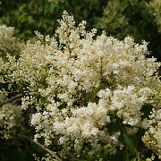 Syringa pekinensis 8-10 cm container