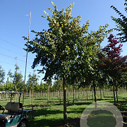 Ulmus laevis 16-18 HO draadkluit 3 X verplant