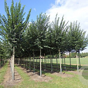 Ulmus minor Vada 12-14 HO draadkluit 3 X verplant
