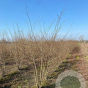 Zelkova serrata 200-250 cm draadkluit meerstammig