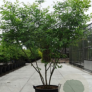 Zelkova serrata 250-300 cm container meerstammig