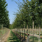 Zelkova serrata 'Flekova' 12-14 HO draadkluit 3 X verplant