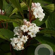 Viburnum farreri 'Nanum' 30-40 cm 3,0L