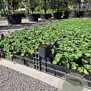 Geranium Rozanne GM P9