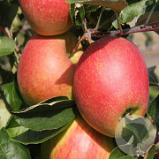 Malus d. 'Jonathan' 10-12 HO container leiboom