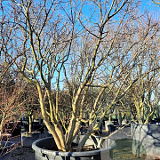 Acer palmatum 250-300 cm container meerstammig Bladkleur