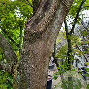 Acer palmatum 500-550 cm container solitair