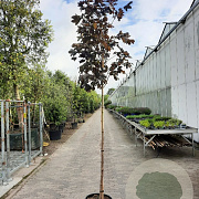 Acer plat. 'Crimson King' 160 cm stam container 8-10