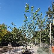 Amelanchier lamarckii 125-150 cm 25L