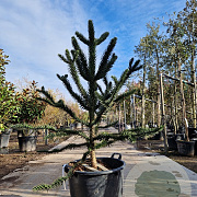 Araucaria araucana 140-150 cm cont. 70L