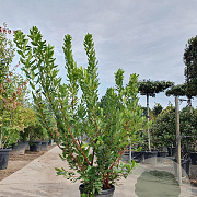 Arbutus unedo 125-150 cm 25L