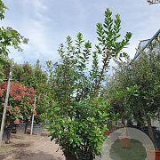 Arbutus unedo 125-150 cm 45L