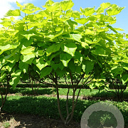 Catalpa bignonioides 'Aurea' 250-300 cm draadkluit meerstammig solitair